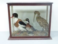 Taxidermy - Early 20th century glass display case and contents of Curlew Sandpiper,