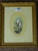 Autumn Crocus, oval watercolour signed by Hazel Treleaven 15cm x 9.