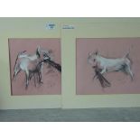 Studies of an English Bull Terrier,