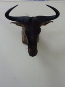 Taxidermy - Wildebeest head H65cm approx.