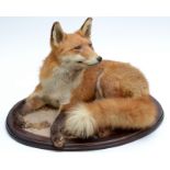 A stuffed, recumbent fox on an oval, hardwood base.