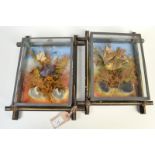 A pair of wall hanging stuffed bird collages, each set in an ebonised picture frame.