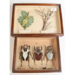 Three African goliath beetles in a glazed mahogany case, 25.7cm x 20.