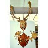 A stuffed red deer head with antlers on shield shaped mahogany plinth together with a pair of