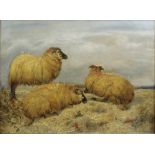 A 19th Century oil painting on canvas, a study of rams, indistinctly signed 11 1/2" x 15 1/2"