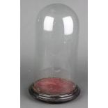 A 19th Century glass dome 13"h x 7" diam.