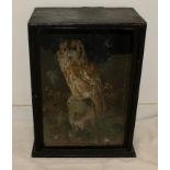 Taxidermy stuffed owl in case with natural habitat