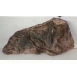 Large and rare Quinoid Fossil with Good clear impressions, 56 x 27cm