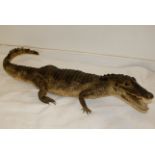 Taxidermy study of a crocodilian, good condition, 34 inches long 'due to tail bending'