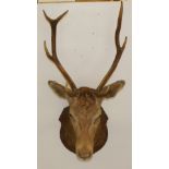 Large wooden mounted taxidermy stuffed deers head with antlers