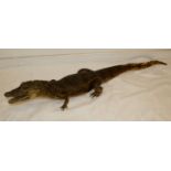 Taxidermy study of a crocodilian, good condition slight damage to tail, 41 inches long