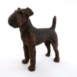 An early 20thC cold painted bronze model of an Airedale Terrier dog . 2 3/4" long x 2 1/2" high