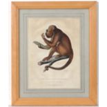 M. Griffith XX
Aquatint 
" The Ursine Howling Monkey ' ,  
S Ursina  Humboldt , London Published