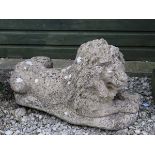 Garden and architectural : an old  composite stone figure of a couchant lion. Has two fixing holes