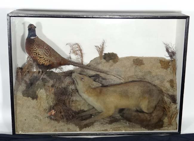 Taxidermy : ' C Burniston(?) Bird and Animal Preserver , Stockton on Tees ' , a cased Fox and Cock - Image 2 of 2