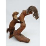 Taxidermy : A taxidermy figure group comprising a Pine Martin climbing a tree branch and chasing