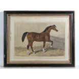 Horse Racing : a hand coloured etching of the thoroughbred stallion racehorse ' Sultan ' who