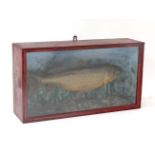 Taxidermy : a square cased Common Carp in a painted naturalistic setting,  13 x 23 3/4"