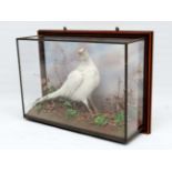 Taxidermy : a White  Pheasant by ' Kevin Downer....East Grinstead , West Sussex ' in a wall