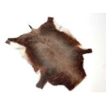 Taxidermy : A South African Deer skin blanket, 50" long  CONDITION: Please Note -  we do not make