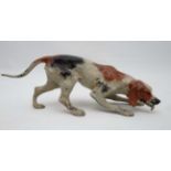 Dogs : a Cold Painted bronze of a tri coloured Hound sniffing scent, tongue out 8 3/4" long