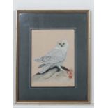 P. Quinlan (XX)
Watercolour
A study of a Snowy Owl
Signed lower right
14 1/2" x 11" CONDITION: