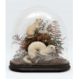 Taxidermy : a Victorian glass Dome on ebonised base containing taxidermy specimens of an  Albino Rat