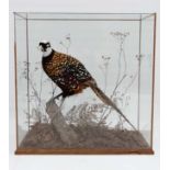 Taxidermy : A mounted Male Reeves Cock Pheasant (Syrmaticus reevesii) Mounted on a branch in a glass