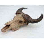 Taxidermy : a Buffalo Head Skull with Horns , The African Buffalo or Cape Buffalo Syncerus