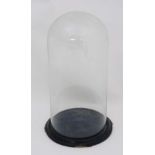 A glass dome on an ebonised base with blue velvet centre. The whole approx 14" high x approx 7"