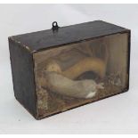 Taxidermy : a Victorian Stoat carrying a part grown rabbit within an ebonised and glazed fronted