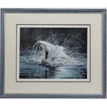 Julian Wheat XX-XXI
Limited edition coloured print 35/100
' Mute Swan '
Signed , numbered and titled