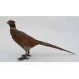 A cold painted bronze of a Common Ring- necked Pheasant (Phasianus Colchicus ) 4" high and 7"