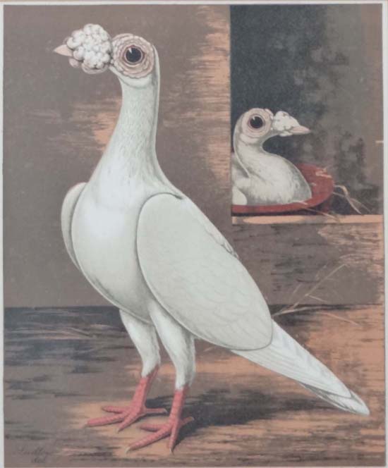 After Joseph William Ludlow (1840-1915),
For Robert Fulton's ' The Book of Pigeons ',
5 x - Image 5 of 7