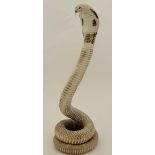 Taxidermy : An antique mount of a coiled Monocled Cobra ( Naja Kaouthia ) posed with hood open in