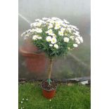 Plant : Standard Marguerite