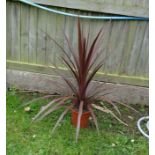 Plant : Cordyline