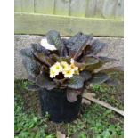 Plant : Irish Primrose