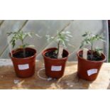 Plants :  3 x tomato plants ( variety -