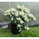 Plant : Pieris 'Debutante '