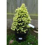 Plant : Picea Glauca 'Daisy's White'