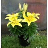 Plant : Asiatic Lily