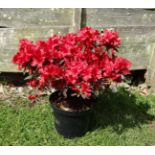 Plant :  Azalea Japonica