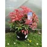 Plant : Pieris Japonica ' Mountain Fire'