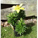 Plant : Asiatic Lily