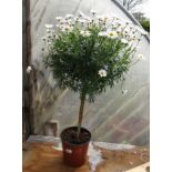 Plant : Standard Marguerrite