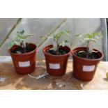 Plants :  3 x tomato plants ( variety - Moneymaker)  CONDITION: Please Note -  we do not make