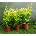 Plants : Large Leaf Spindle ( x 3 )  CONDITION: Please Note -  we do not make reference to the