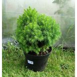 Plant : Picea Abies Lilliput CONDITION: Please Note -  we do not make reference to the condition