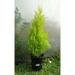 Plant : Cypress Goldcrest CONDITION: Please Note -  we do not make reference to the condition of